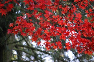 Acer palmatum 'Atropurpureum' - javor dlanitolistý - listy podzim (1)